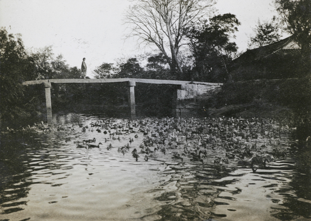 Ducks and a bridge