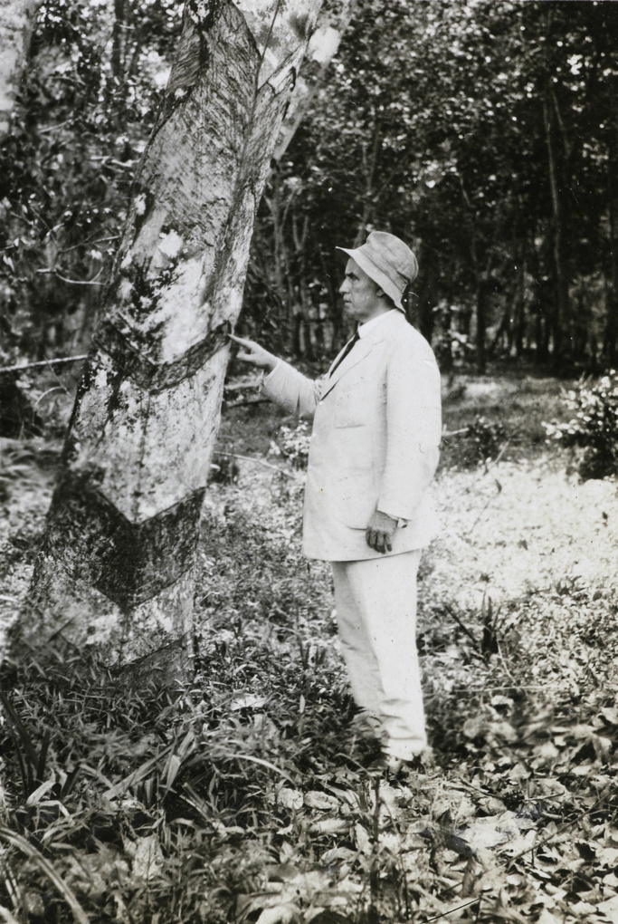 William Armstrong indicating tapping scars on a rubber tree