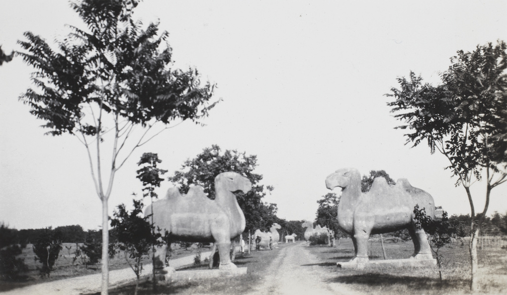 Stone camels on the way to the Ming Tombs, Nanjing