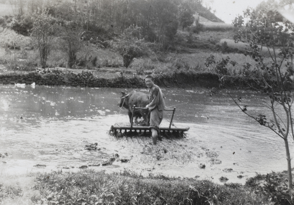 Plough pulled by oxen, Yichang