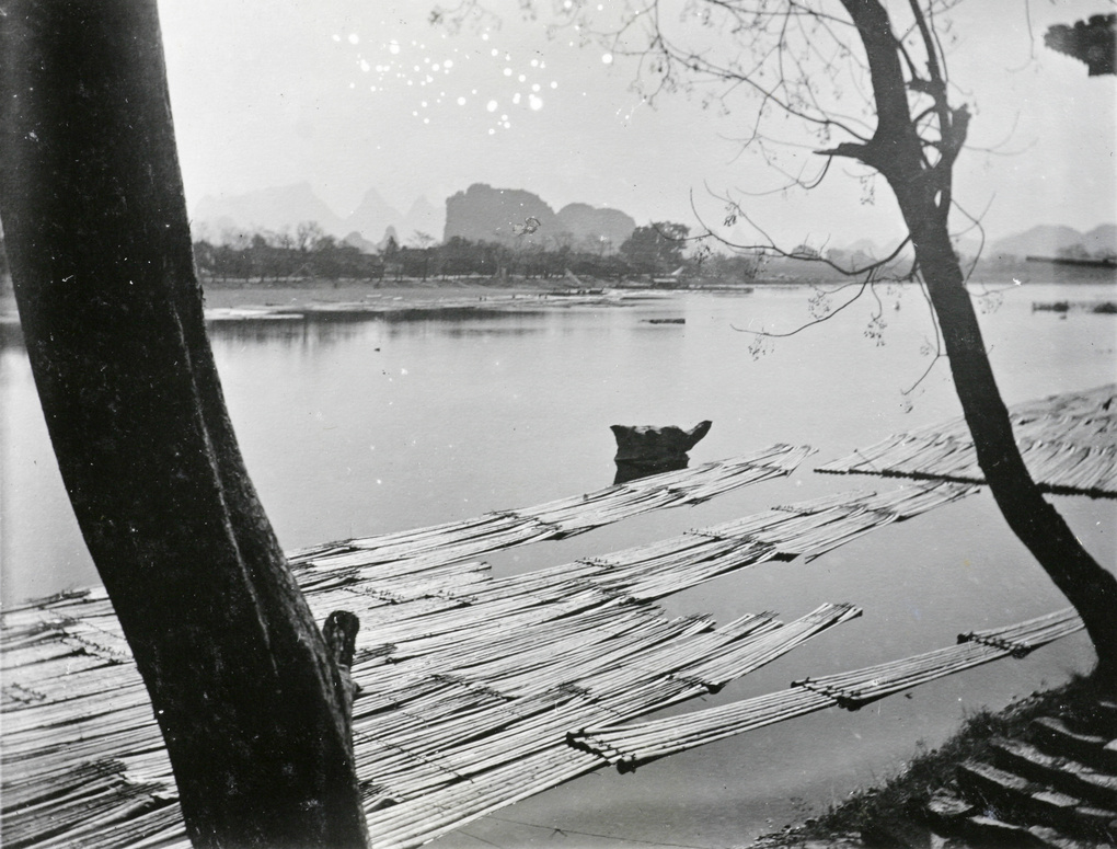 Rafts of bamboo culms in a river