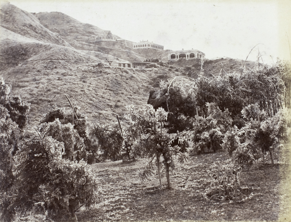 Effects of severe frost in Hong Kong, 14-16 January 1893
