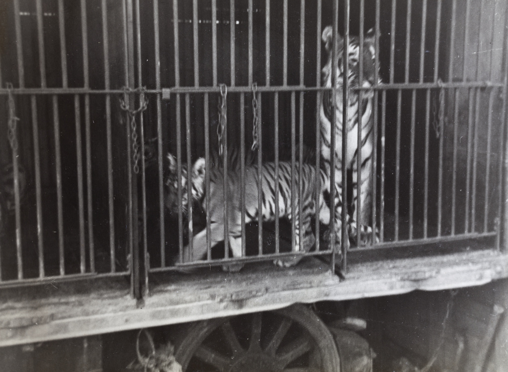 A tiger and cub in a cage, Hagenbeck's Circus, Shanghai