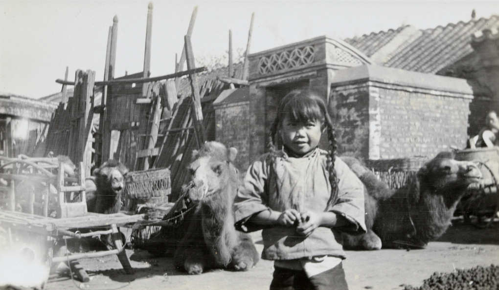 A girl and camels, with people carrier, in a back yard, Beijing