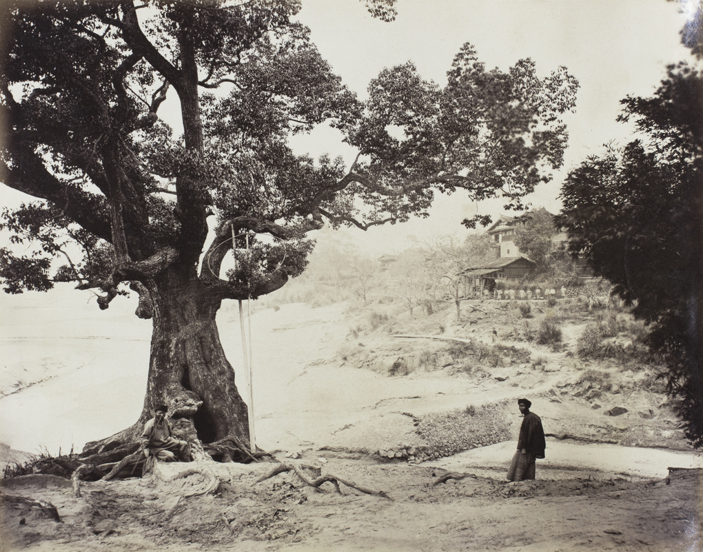 Two men beside an ancient tea tree, Fujian