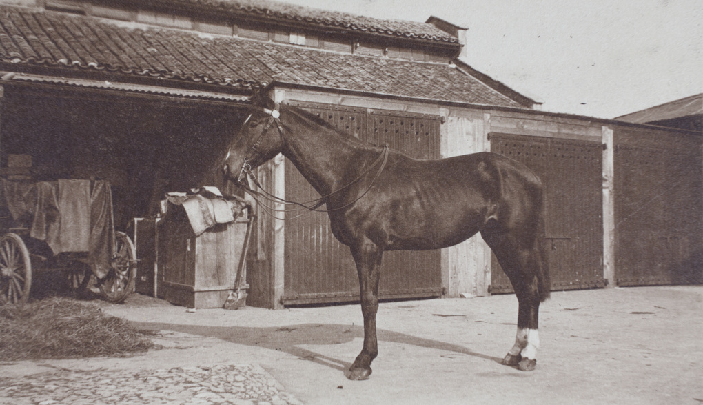 Horse standing in a stable yard, Shanghai