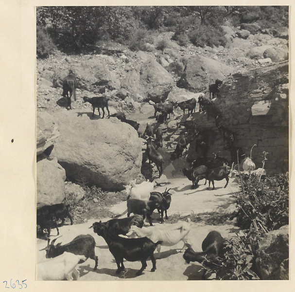 Herd of goats in a rocky streambed in the Lost Tribe country