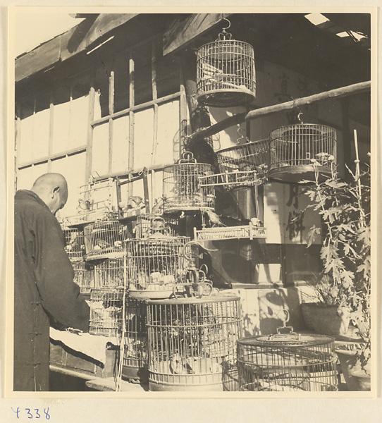 Bird market in Baoding
