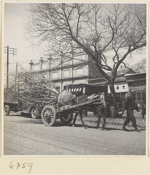 Man leading horse-drawn cart loaded with a tree down a street