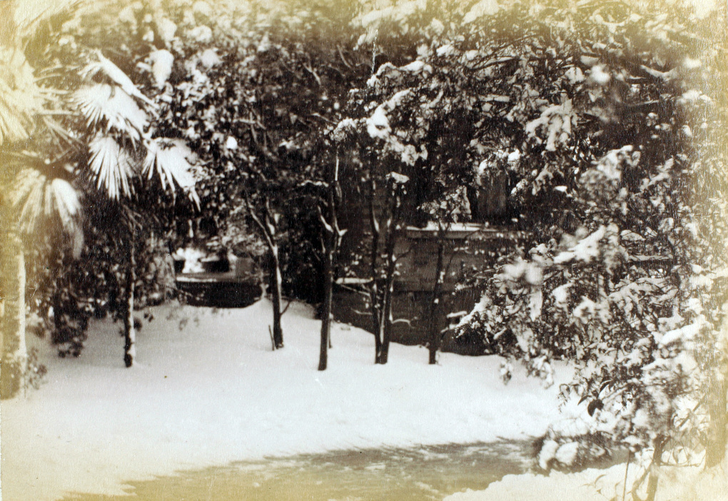 Snow in garden