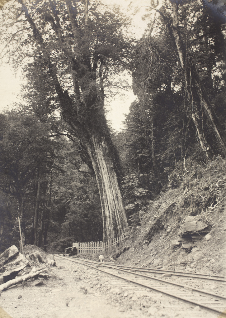 Alishan Sacred Tree (阿里山神木) beside Alishan Forest Railway, Taiwan