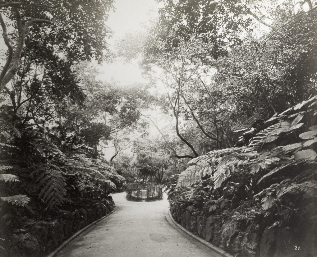 A path in (possibly) the Zoological and Botanical Gardens, Hong Kong