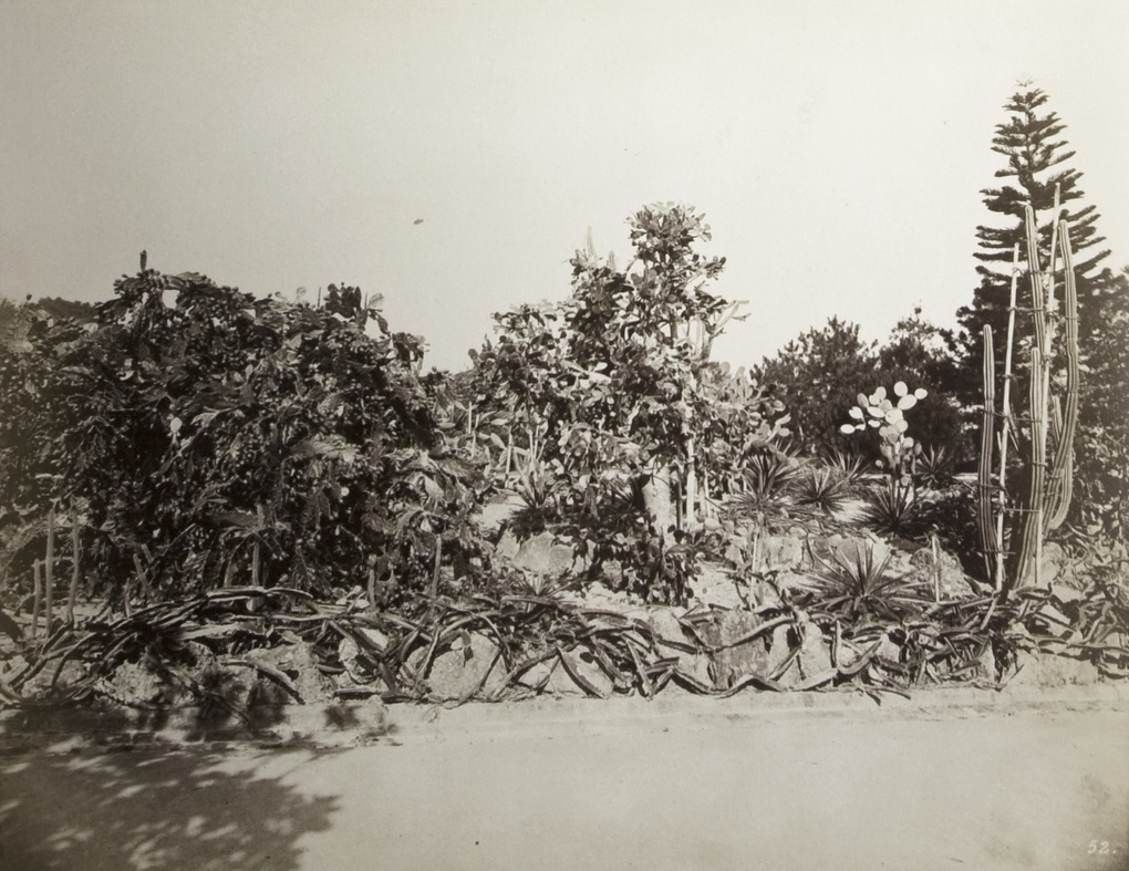 Bushes and cactus, likely in the Hong Kong Zoological and Botanical Gardens, Hong Kong