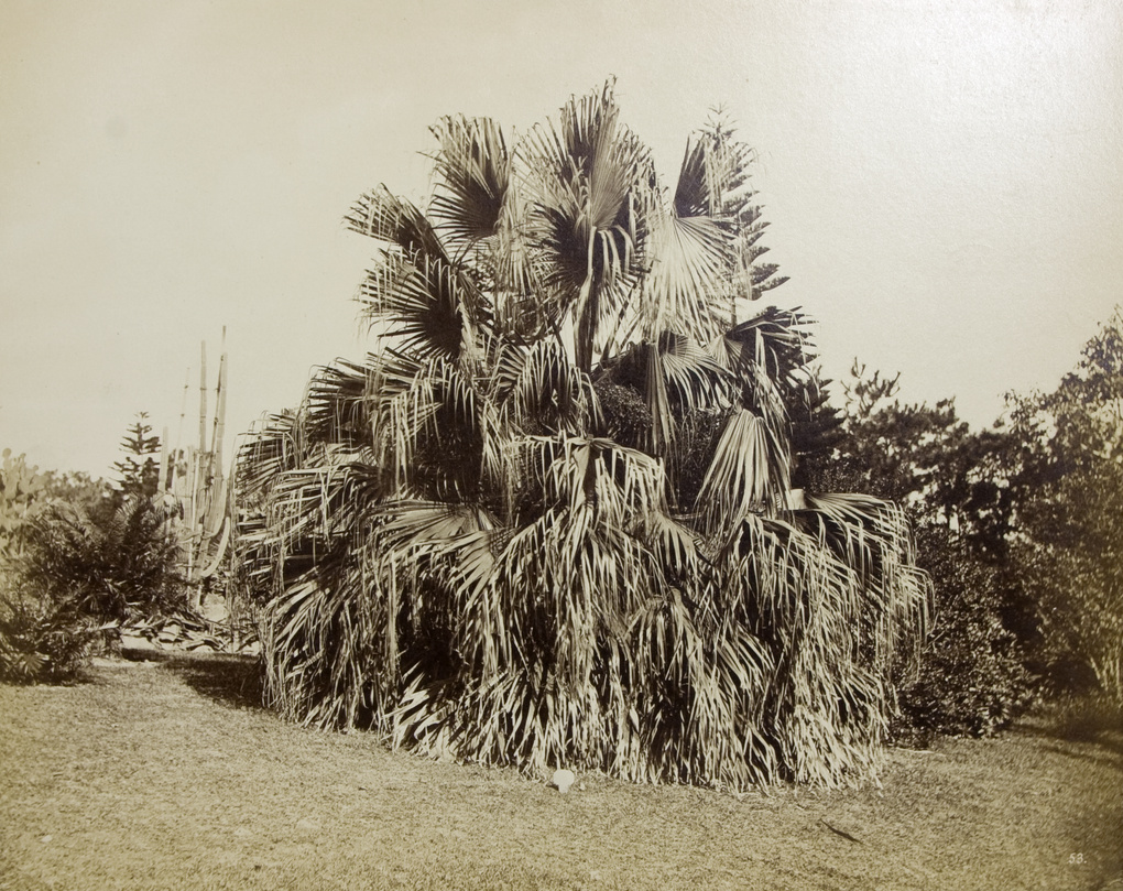 A palm tree, Hong Kong