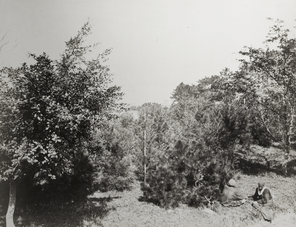 Two people sitting by a short pine tree and bushes, Hong Kong