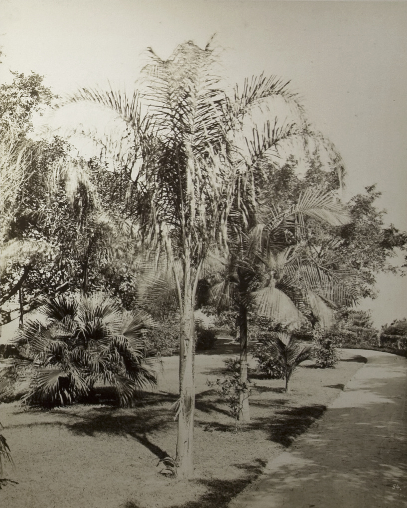 Palm trees, possibly in the Hong Kong Zoological and Botanical Gardens, Hong Kong
