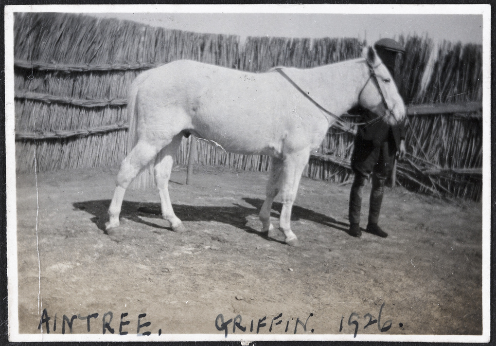 A young racehorse called 'Aintree' with a mafoo