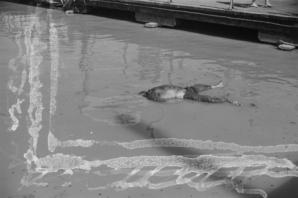 Corpse in water by jetty, Shanghai