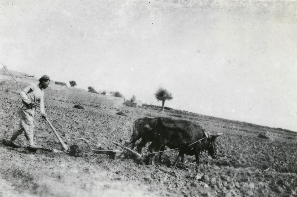 Ploughing with two oxen