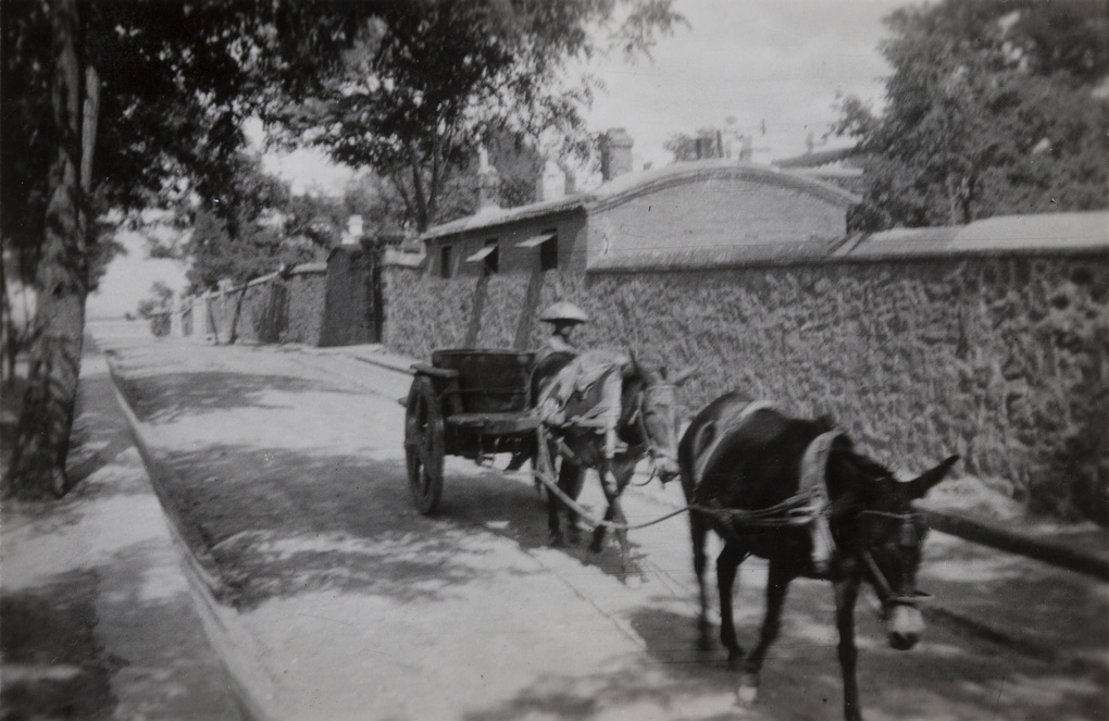 Donkey cart in a street