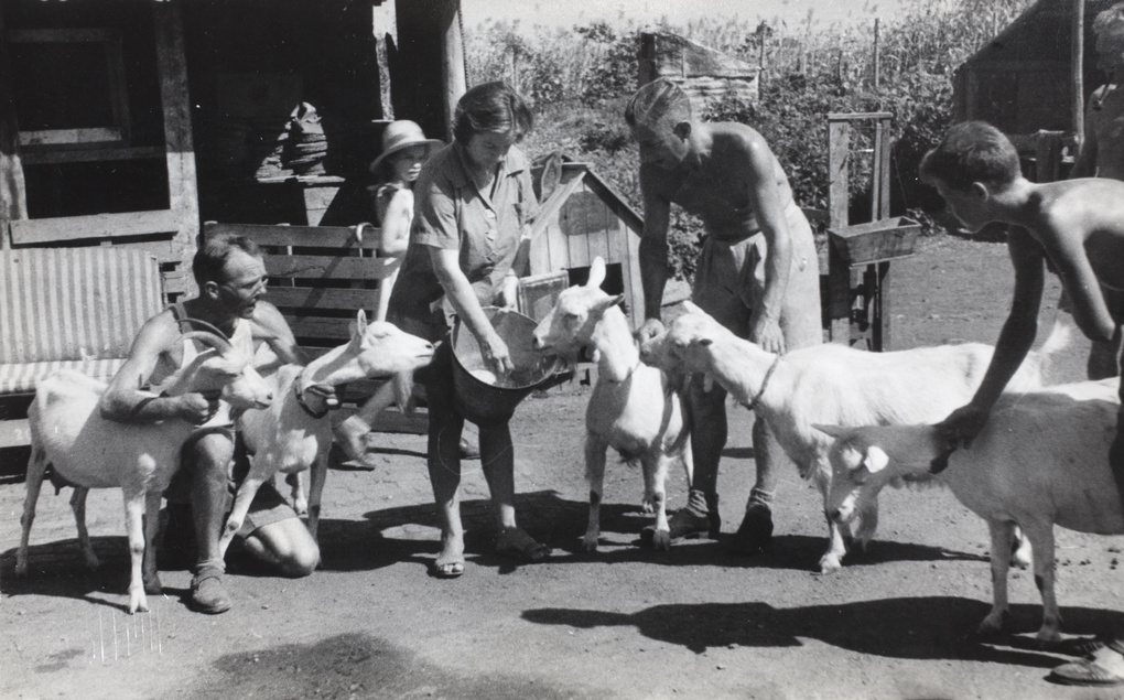 Mrs Andrews and John, with goats, at the 'farm', Lunghua Civilian Assembly Centre, Shanghai