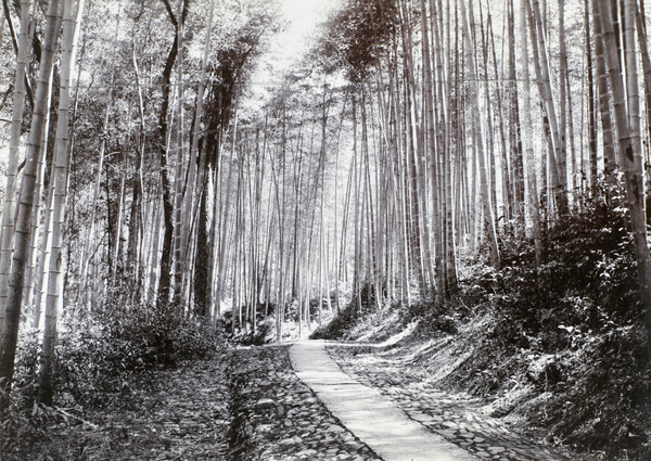 A path through bamboo groves, West Lake (西湖), Hangzhou (杭州)