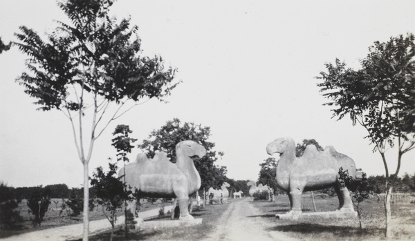 Stone camels on the way to the Ming Tombs, Nanjing
