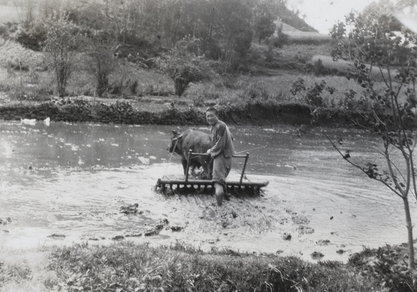 Plough pulled by oxen, Yichang