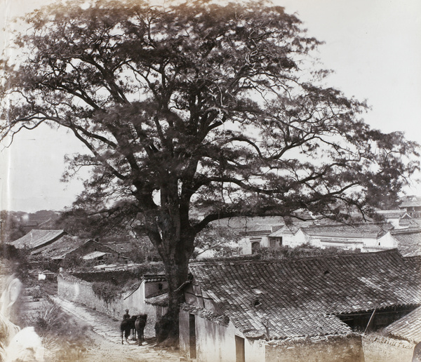 A large tree near South Gate, Ningbo