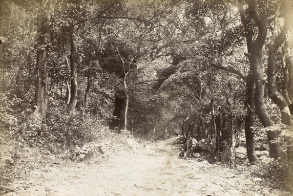 The way through the woods to Dinghushan (鼎湖山) Temple, Dinghu (鼎湖), near Zhaoqing