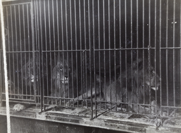 Lions in a cage, Hagenbeck's Circus, Shanghai