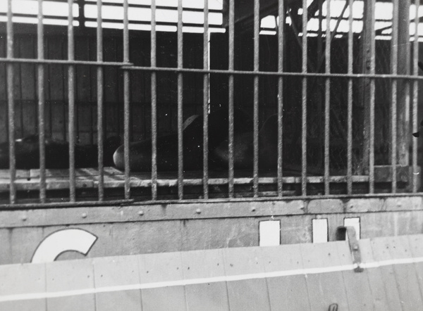An animal in a cage, Hagenbeck's Circus, Shanghai