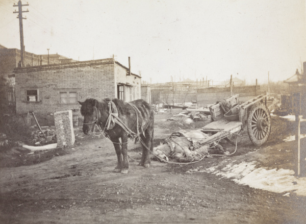 A cart with two ponies, one lying on the ground, Tianjin