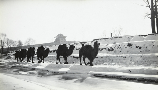 A caravan of camels in the snow, Beijing
