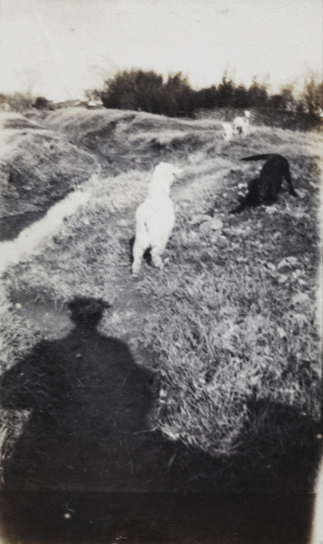 Shadow of the photographer, Brand and goats, near a ditch