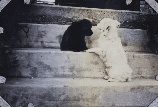 Black puppy and a small white dog on the steps of 35 Tongshan Road, Hongkou, Shanghai