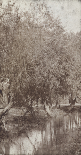Willow trees in leaf on the banks of a waterway