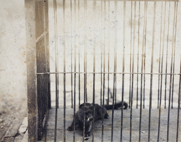 A mammal in a cage, kept as a pet by Harry Hutchinson, 35 Tongshan Road, Hongkou, Shanghai