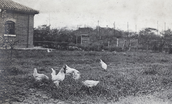Leghorn rooster and hens scratching for food near a Roselawn Dairy building, 35 Tongshan Road, Hongkou, Shanghai