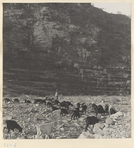 Goatherd watching goats grazing in a dry riverbed below terraced fields on the way to the Lost Tribe Country