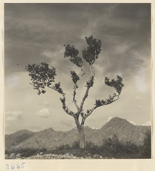 Tree on a plain and mountain landscape in the Lost Tribe country