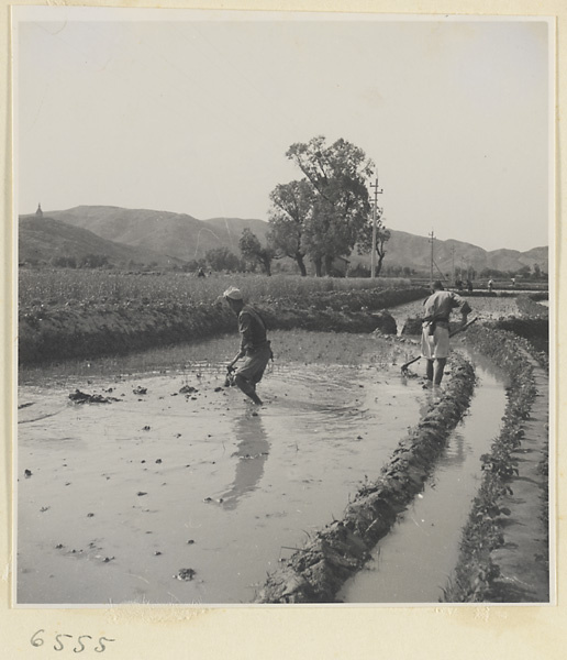Men working in rice fields
