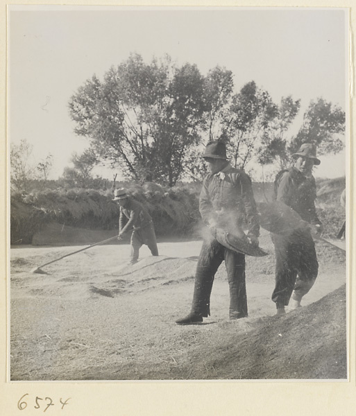 Men raking and winnowing grain