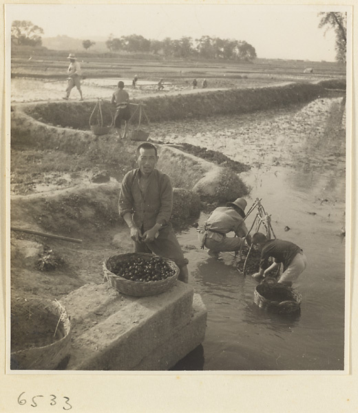 Men working in irrigated fields