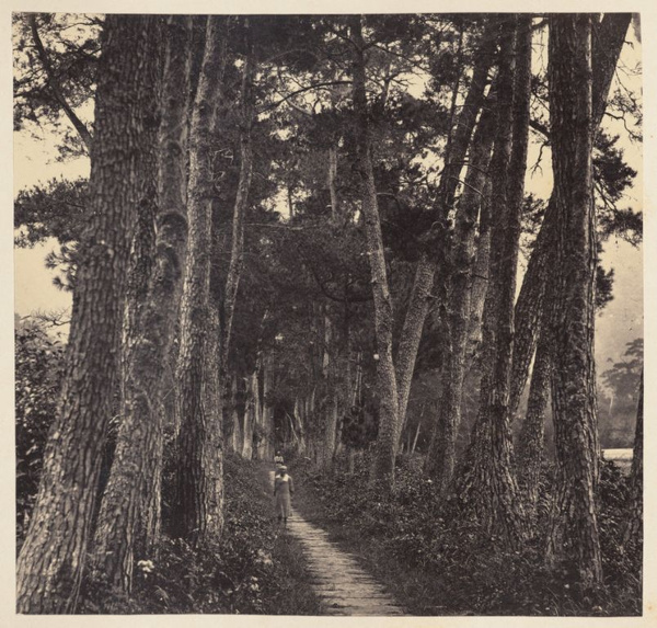 Avenue of pines, approach to Tiantong Temple (Heavenly Child Temple, 天童寺), Ningbo