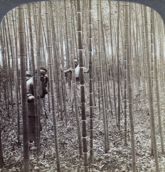 Two men in a grove of cultivated bamboo, near Nanjing (right hand part of a stereoscopic card)