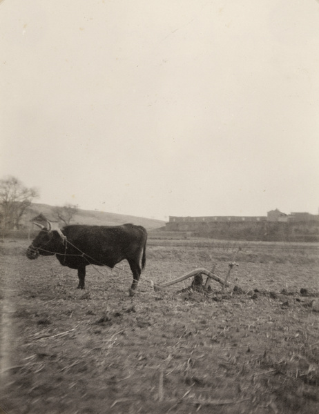 An ox with a plough, Shanxi province
