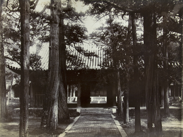 Pine trees at the Temple of Confucius, Chu Fou