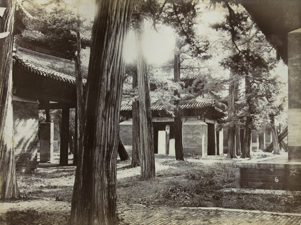 Trees at the Temple of Confucius, Chu Fou