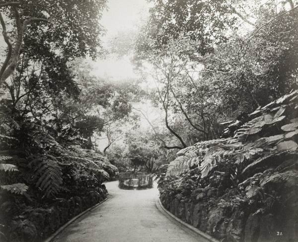 A path in (possibly) the Zoological and Botanical Gardens, Hong Kong